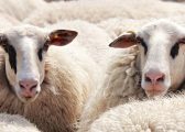 Sheep at The Nantwich Show