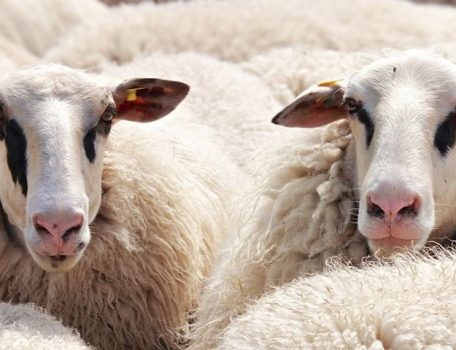 Sheep at The Nantwich Show