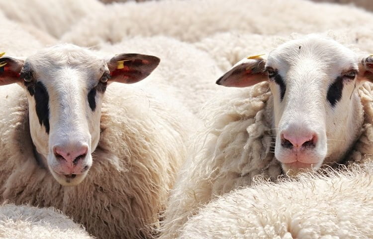 Sheep at The Nantwich Show