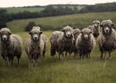 Rights and Reservations of your Agricultural Tenancy photo of sheep in field