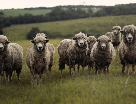 Rights and Reservations of your Agricultural Tenancy photo of sheep in field