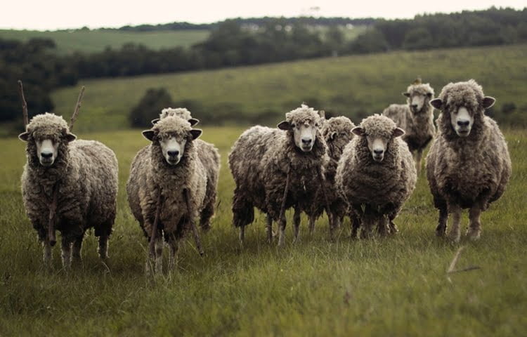 Rights and Reservations of your Agricultural Tenancy photo of sheep in field