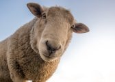 Image of Sheep for Blog on Farmer Owned Co-operatives