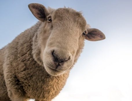 Image of Sheep for Blog on Farmer Owned Co-operatives