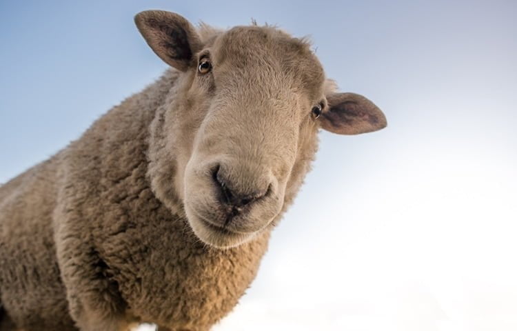 Image of Sheep for Blog on Farmer Owned Co-operatives