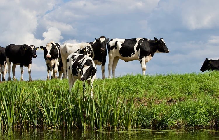 Dairy Farmer Covid