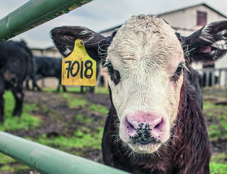 Image of calf for animal striking blog