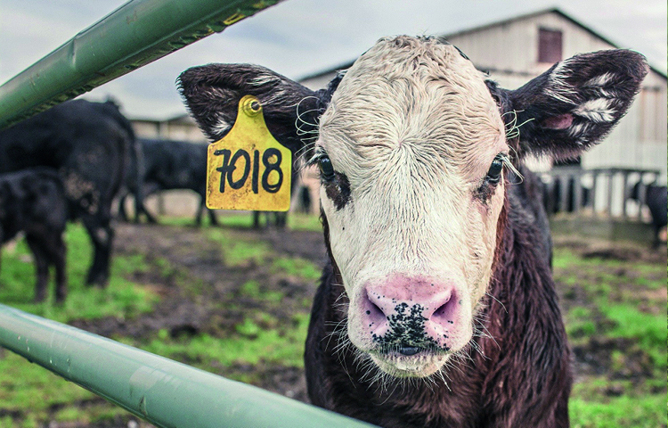 Image of calf for animal striking blog