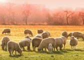 Image of sheep in a field at sunset for the Lump Sum Exit Blog