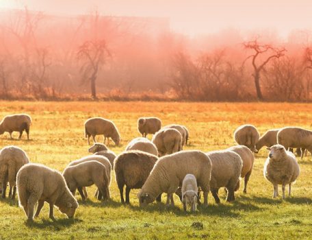 Image of sheep in a field at sunset for the Lump Sum Exit Blog
