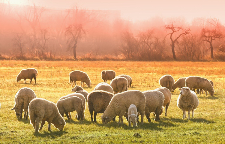 Image of sheep in a field at sunset for the Lump Sum Exit Blog