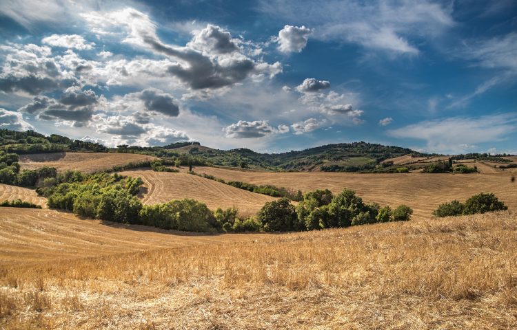 Golden Fields and green hills with blue sky and fluffy clouds for Conservation Covenant Blog
