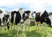 Image of black and white cows in a field for the Milk Prices Blog