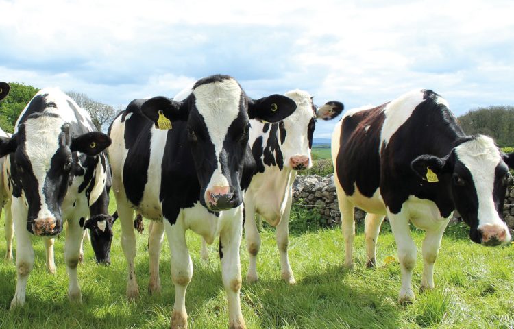 Image of black and white cows in a field for the Milk Prices Blog