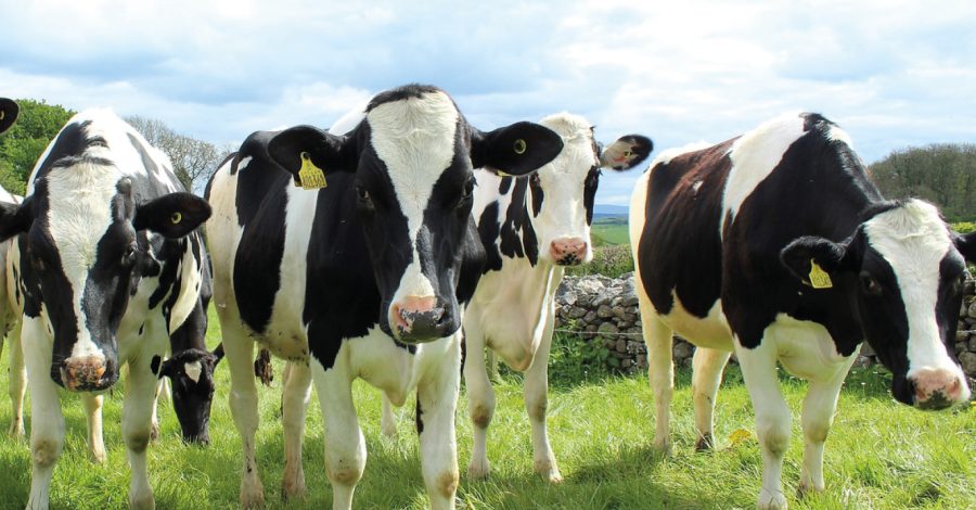 Image of black and white cows in a field for the Milk Prices Blog