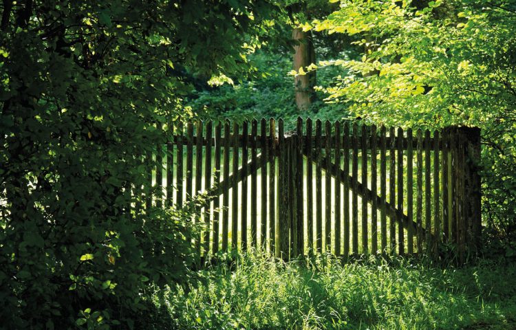 image of garden fence with Overhanging Branches for the Overhanging Branches and Garden Disputes blog